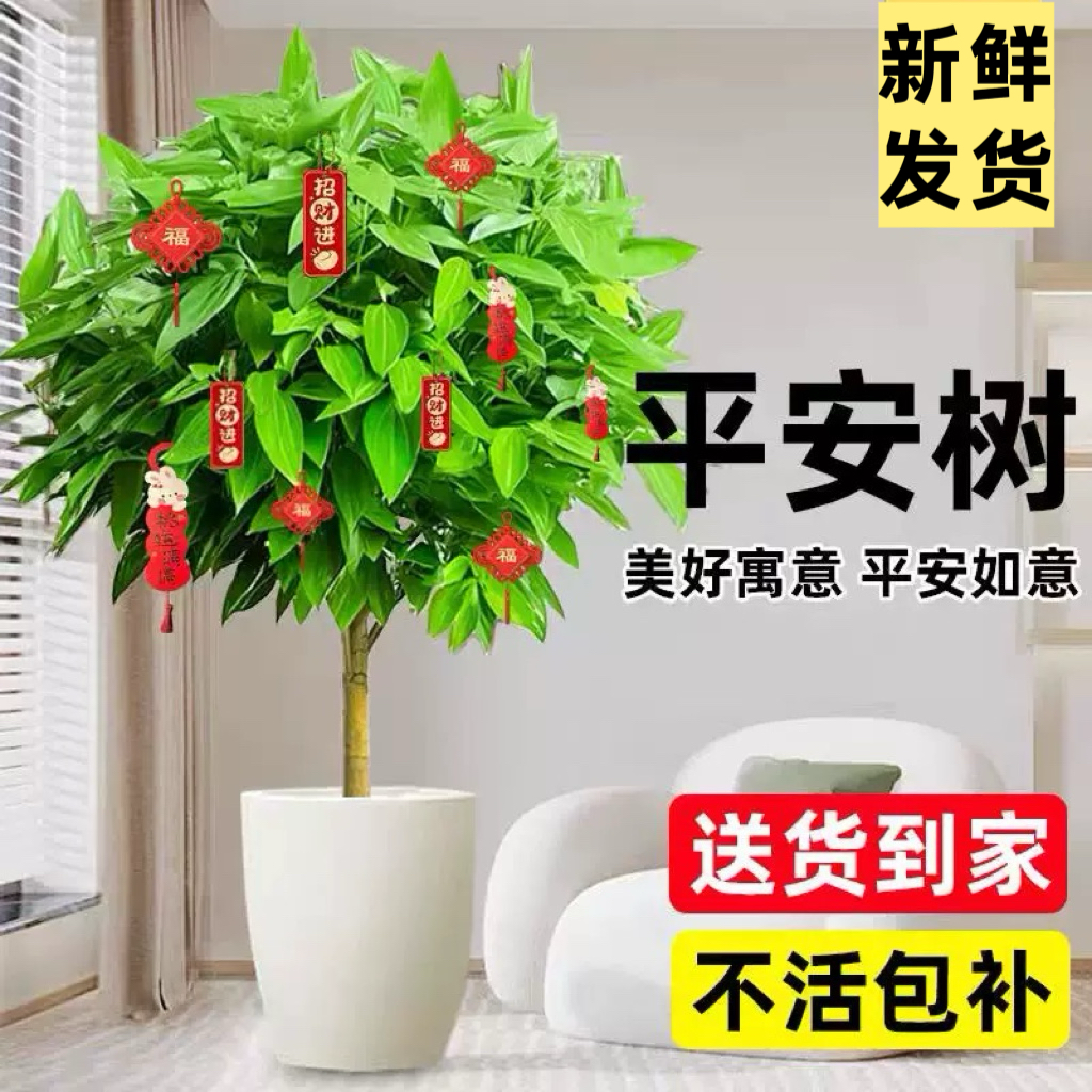 平安树客厅盆栽大型绿植室内金钱树植物阳台幸福树易活树苗发财树 - 图1