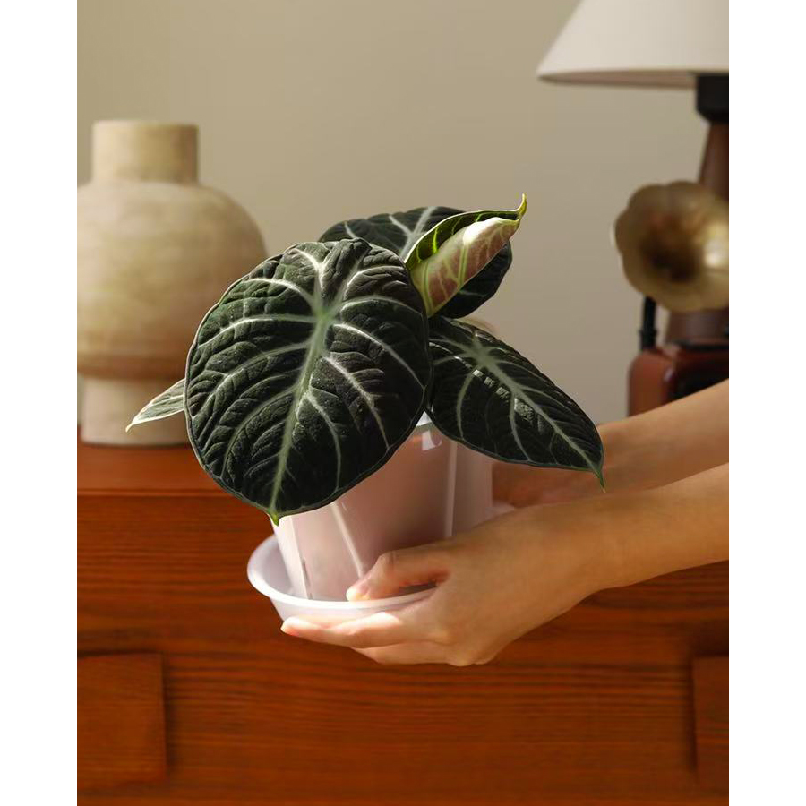 忍者海芋Alocasia Ninja 网红热植黑天鹅丝绸叶绒室内桌面盆栽 - 图1