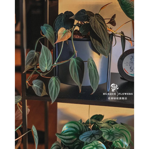 云母蔓绿绒Philodendron Micans室内绿植藤蔓植物垂吊爬藤水培 - 图2