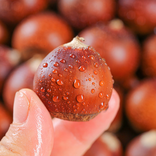 【包邮】2025年建瓯锥栗新鲜现摘高山圆尖栗子高山毛栗子油栗板栗 - 图2