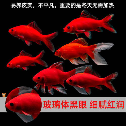 冷水鹦鹉鱼淡水鱼缸观赏活鱼长尾冷水鱼苗观赏自来水好养耐活红鱼 - 图2