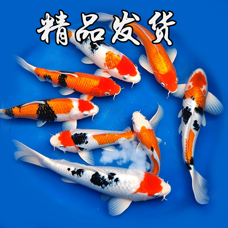 顺丰锦鲤活鱼冷水观赏鱼黄金纯种大正红白三色淡水好养耐活小金鱼 - 图1