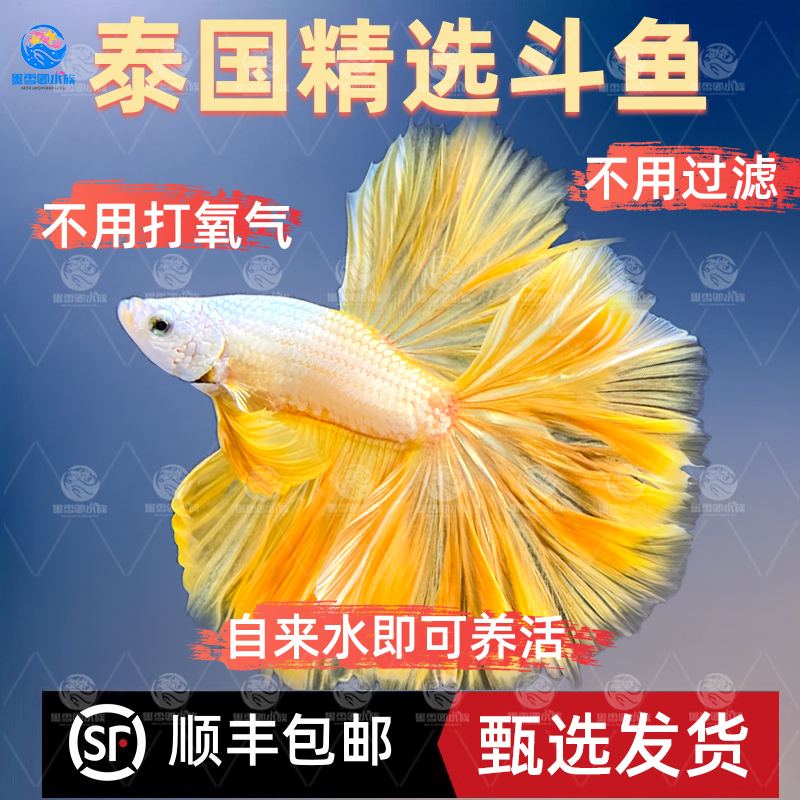 泰国斗鱼仙女款纯白半月婚纱鱼懒人鱼热带淡水好养耐活鱼苗观赏鱼 - 图1