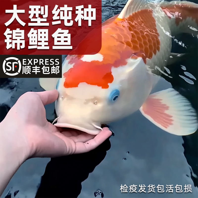 顺丰锦鲤活鱼冷水观赏鱼黄金纯种大正红白三色淡水好养耐活小金鱼 - 图2
