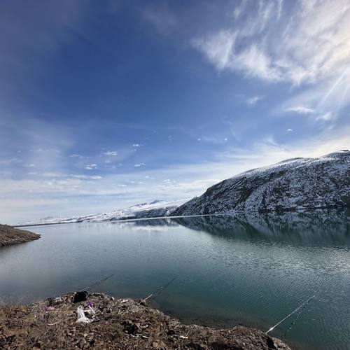 新疆伊犁三文鱼(三倍体虹鳟) 活鱼 特价小鱼【新疆顺丰直发空运】 - 图1