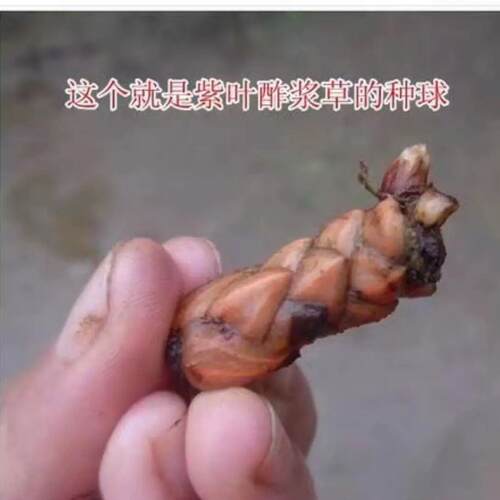 紫叶酢浆草多年生幸运草四叶草三叶种球花槐盆栽庭院造型地被开花 - 图1