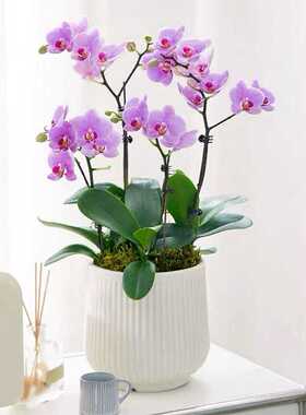 塑料花盆大号家用花器