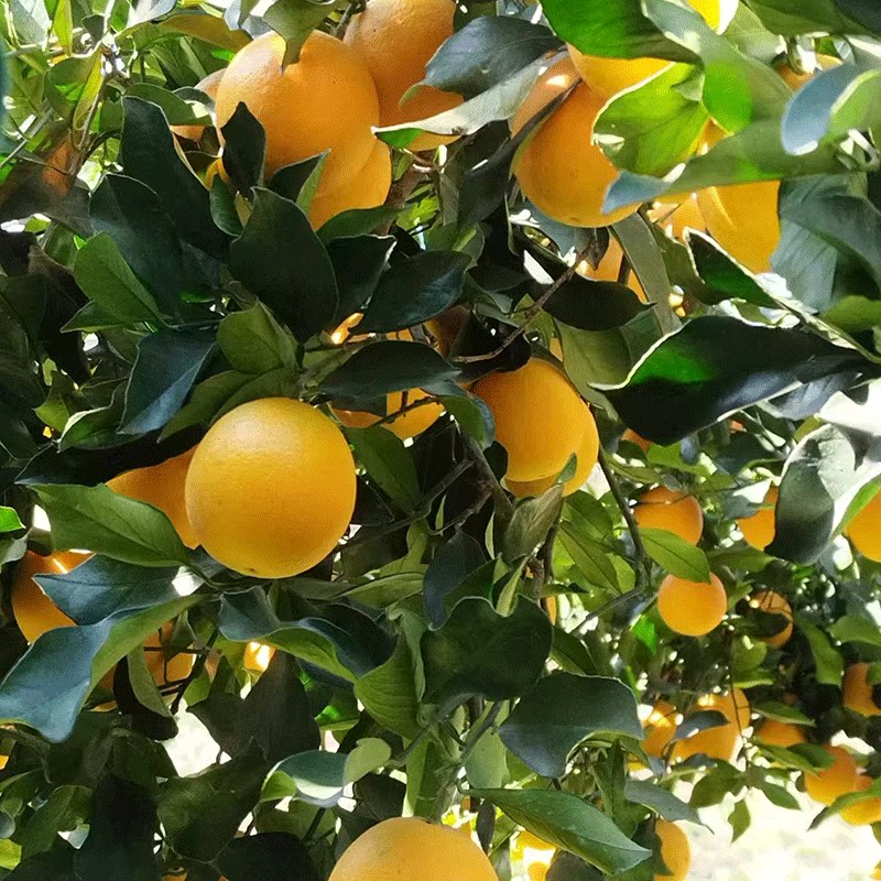 正宗麻阳冰糖橙9斤湖南橙子应当季水果新鲜现摘果冻橙冰糖橙包邮