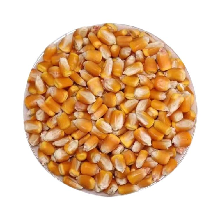 玉米粒干玉米酿酒磨面食用棒子喂鸟鸡鸽鸭鹅爆米花打窝鱼饵苞米粒 - 图3