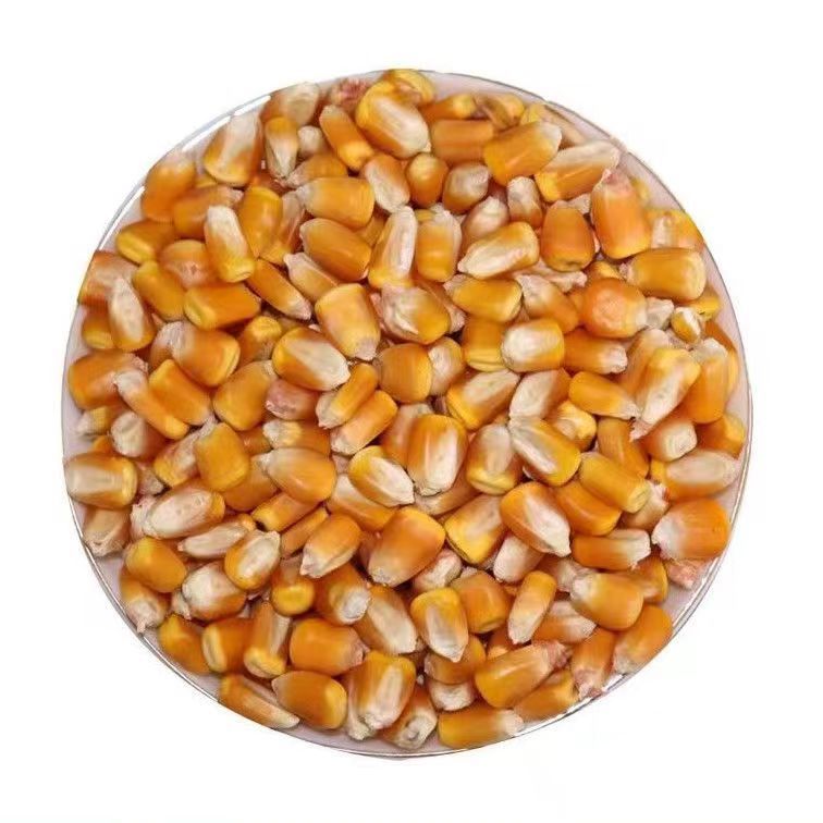玉米粒干玉米酿酒磨面食用棒子喂鸟鸡鸽鸭鹅爆米花打窝鱼饵苞米粒 - 图2