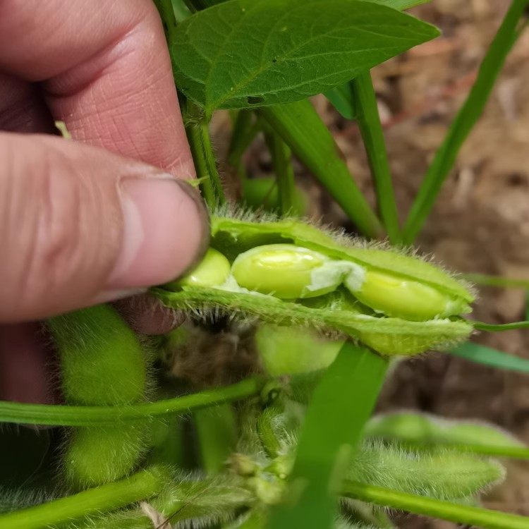 苏北农家新鲜毛豆带壳现摘现发毛豆角青毛豆嫩毛豆米毛豆仁毛豆粒,淘宝优惠券,粉丝福利购,淘宝优惠卷