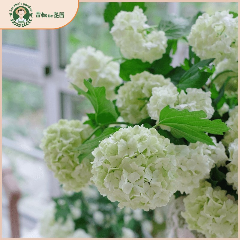 欧洲木绣球玫瑰耐寒耐热植物庭院露台园林树苗花卉带盆栽好大苗 - 图0