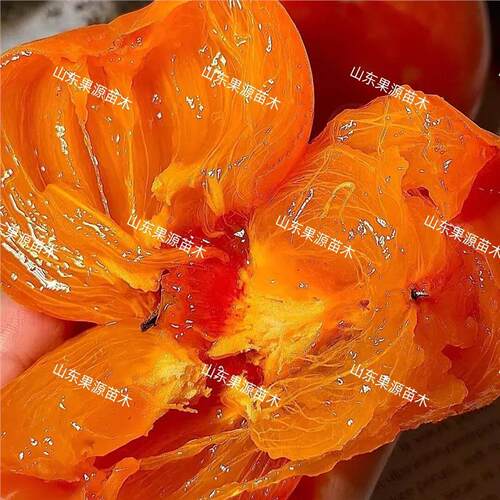 老品种方柿子树苗嫁接软糯蜜甜柿子苗盆栽特大南北方当年结果苗 - 图2