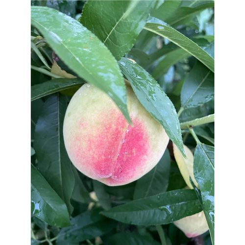 嫁接红不软桃树苗8月成熟脆甜水蜜桃树苗南北方庭院种植当年结果 - 图0