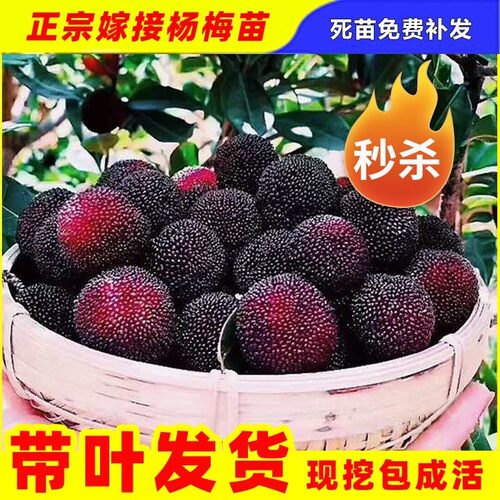 杨梅树树苗余姚慈溪浙江荸荠种杨梅苗特大果树果苗嫁接苗盆栽地栽 - 图0