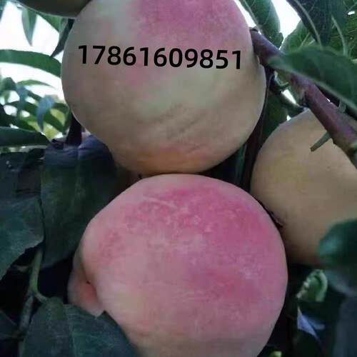 极早熟99巨脆蜜桃树苗新品种特大红蜜桃树苗嫁接五月南方北方种植 - 图2