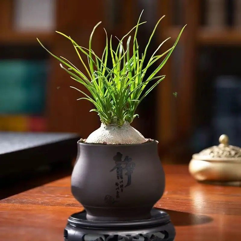 酒瓶兰盆栽大颗老桩办公桌网红懒人绿植室内盆栽花卉耐旱植物盆景,淘宝优惠券,粉丝福利购,淘宝优惠卷