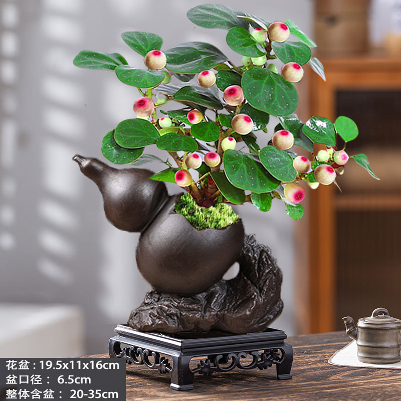 四季带果子小盼菩提树盆景办公室内水培好养禅意花卉小绿植物盆栽 - 图3