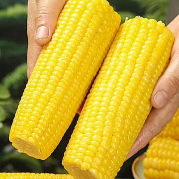 华田禾邦东北新鲜黄糯玉米1.2kg[10元优惠券]-寻折猪