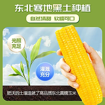 华田禾邦东北新鲜黄糯玉米1.2kg[10元优惠券]-寻折猪