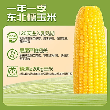 华田禾邦东北新鲜黄糯玉米1.2kg[10元优惠券]-寻折猪