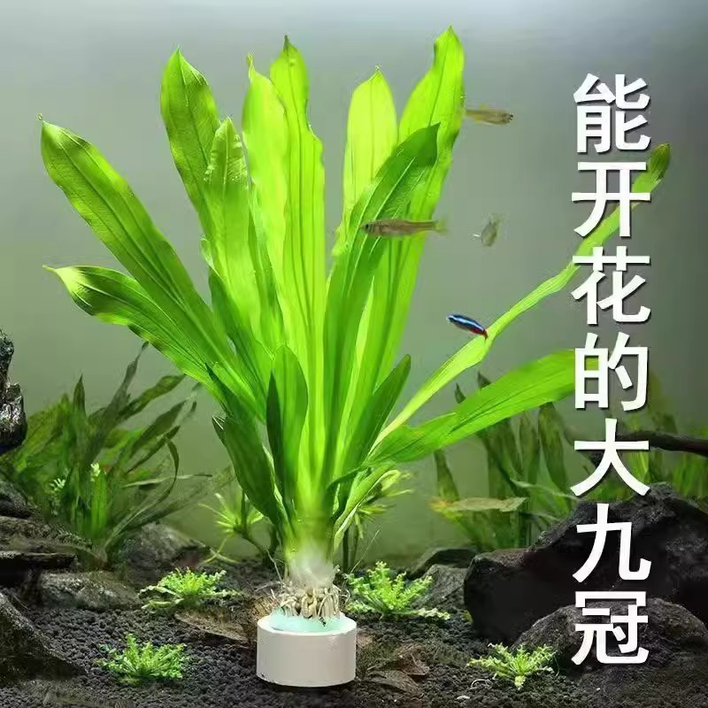 大叶绿九冠皇冠草鱼缸造景水草植物真阴性后景带底座好养活新手 - 图3