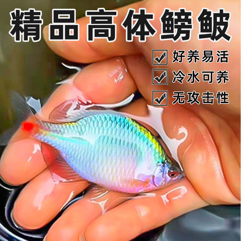 七彩鳑鲏原生旁皮鱼菜板鱼除丝藻鱼原生鱼新手鱼冷水鱼观赏鱼包邮,淘宝优惠券,粉丝福利购,淘宝优惠卷