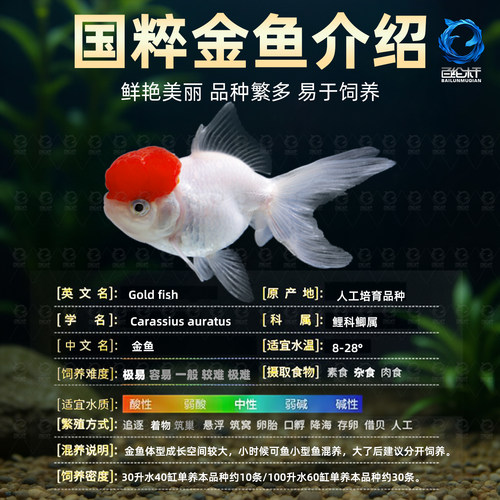 金鱼活鱼冷水鱼苗观赏鱼狮子头金鱼丹顶自来水好养耐活鱼草金小鱼 - 图1