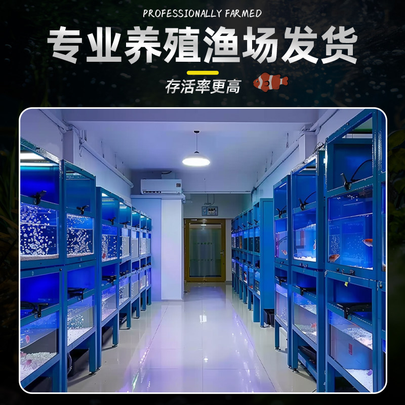 中国斗鱼玄黄白化黄黄金冷水原生观赏鱼免打氧活鱼淡水热带鱼