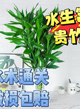 水生富贵竹水养客厅带富贵竹价水培植物吸甲醛粗支大叶套装