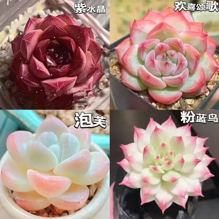 新款冰玉剑司诺娃水蜜桃麦秆多款组合多肉套餐盆栽花卉好养活绿植,淘宝优惠券,粉丝福利购,淘宝优惠卷