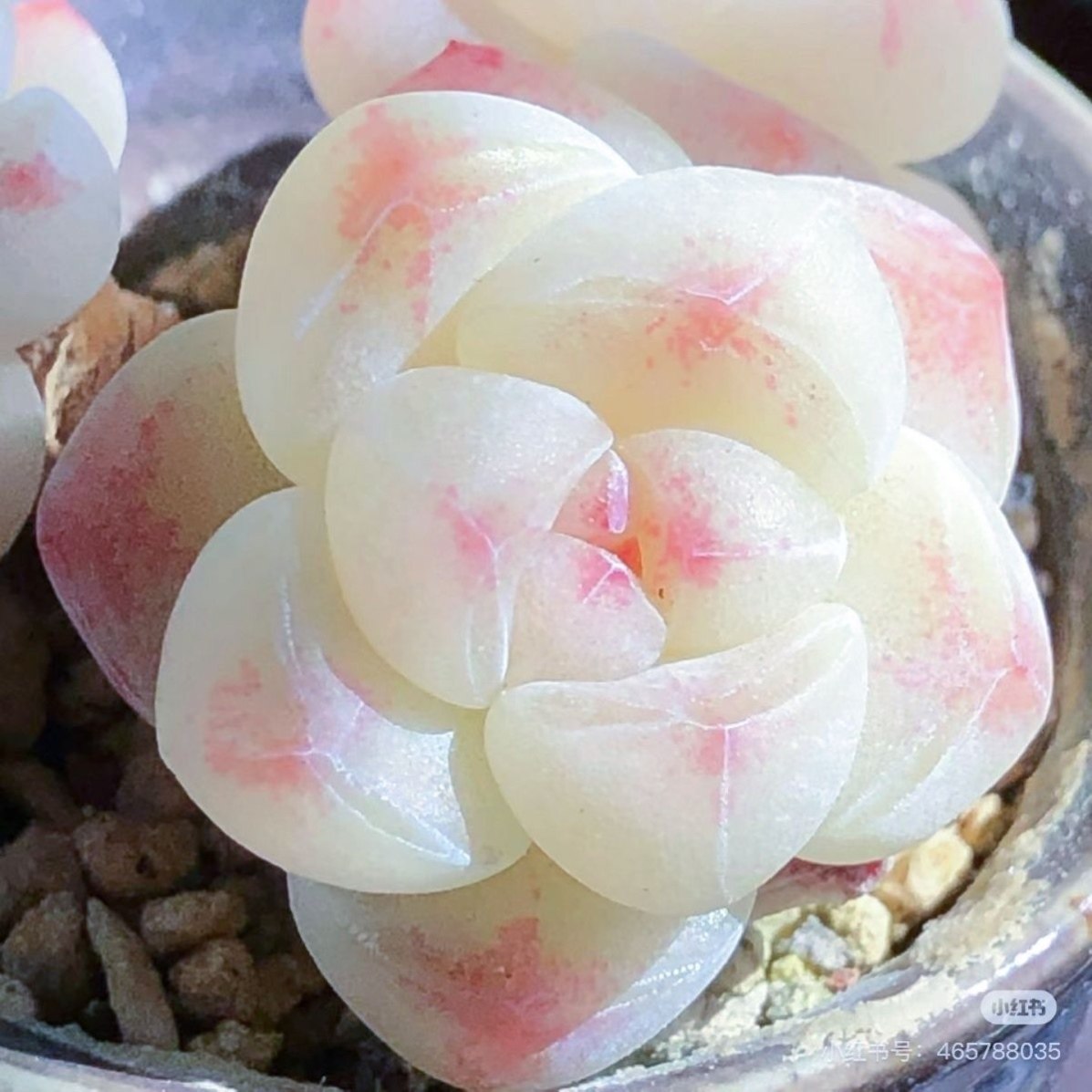 多肉套餐特玉莲麦秆泡芙厚梦橙梦露盆栽室内办公室桌面创意好养,淘宝优惠券,粉丝福利购,淘宝优惠卷