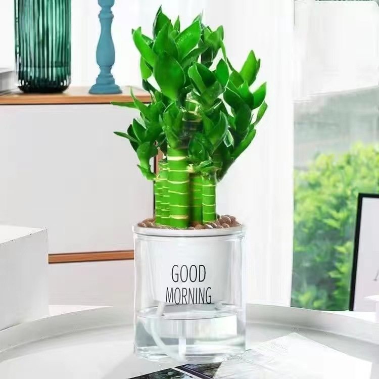 步步高观音竹 富贵竹 荷花竹 水养土培盆栽 室内客厅吸某醛植物,淘宝优惠券,粉丝福利购,淘宝优惠卷