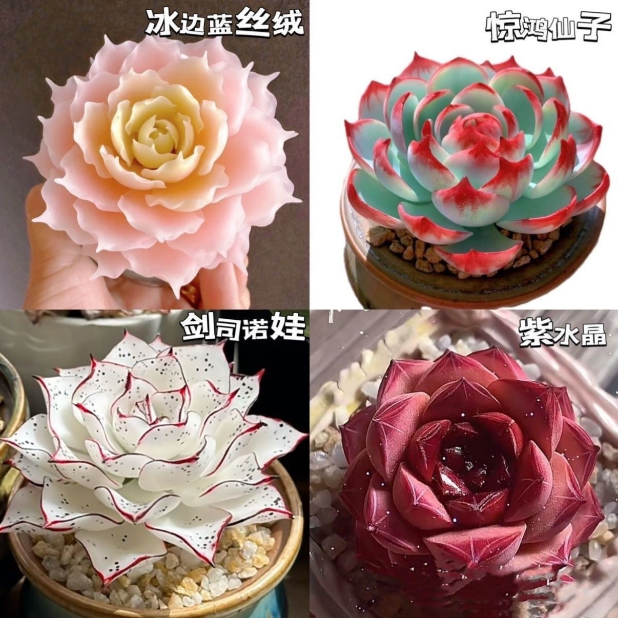 新款冰玉剑司诺娃水蜜桃麦秆多款组合多肉套餐盆栽花卉好养活绿植,淘宝优惠券,粉丝福利购,淘宝优惠卷