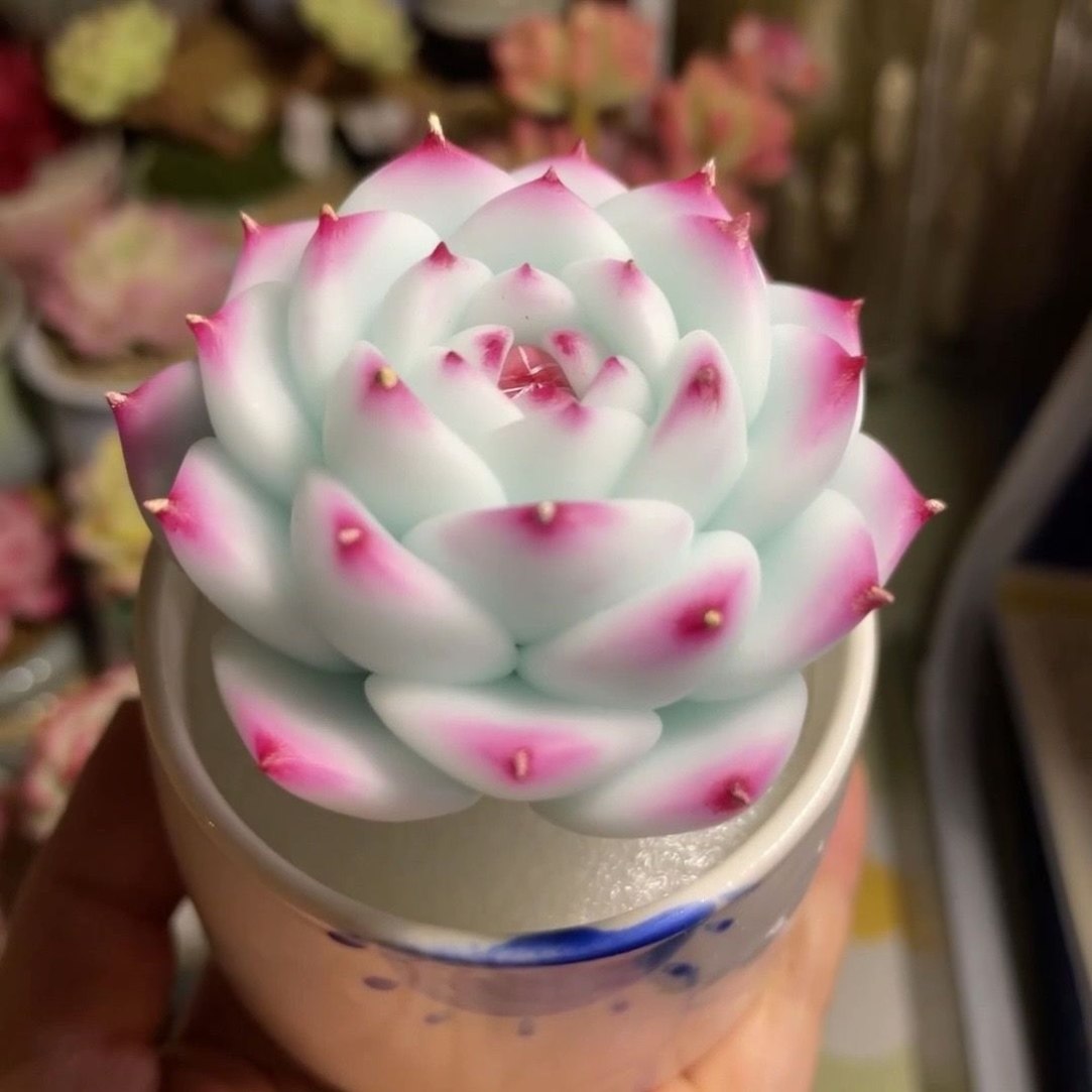 多肉套餐特玉莲麦秆泡芙厚梦橙梦露盆栽室内办公室桌面创意好养,淘宝优惠券,粉丝福利购,淘宝优惠卷