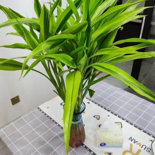 金边富贵竹带根大叶水培绿植易养活办公室卧室客厅茶几办公桌花卉 - 图2