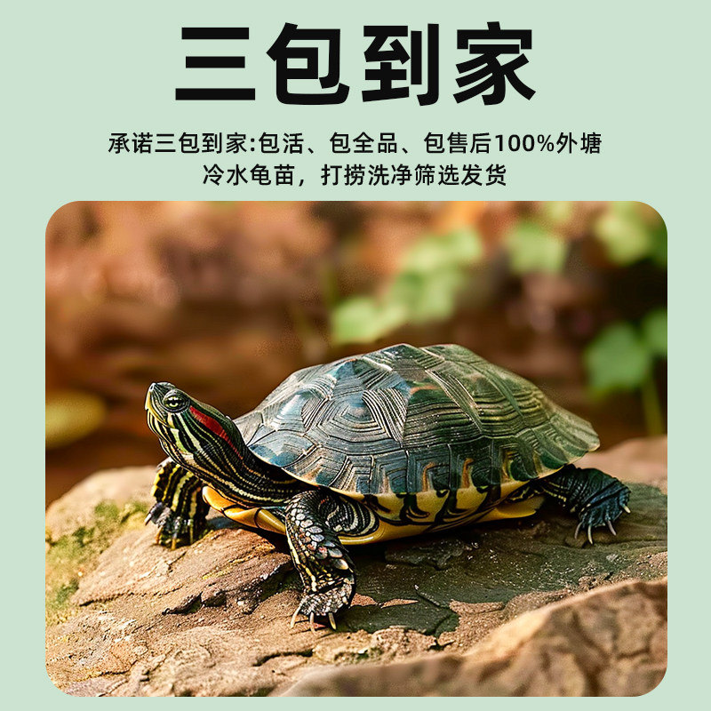 巴西龟情侣龟乌龟活物家养观赏宠物龟金钱龟黄金祥瑞龟红耳小水龟,淘宝优惠券,粉丝福利购,淘宝优惠卷