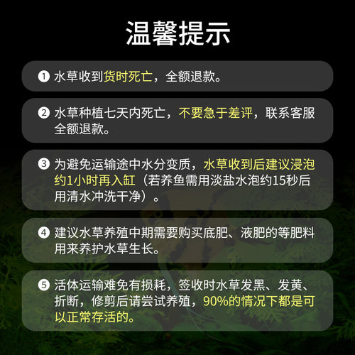 迷你绿九冠水草植物皇冠草古法缸鱼缸造景阴性新手懒人真草好养活 - 图3