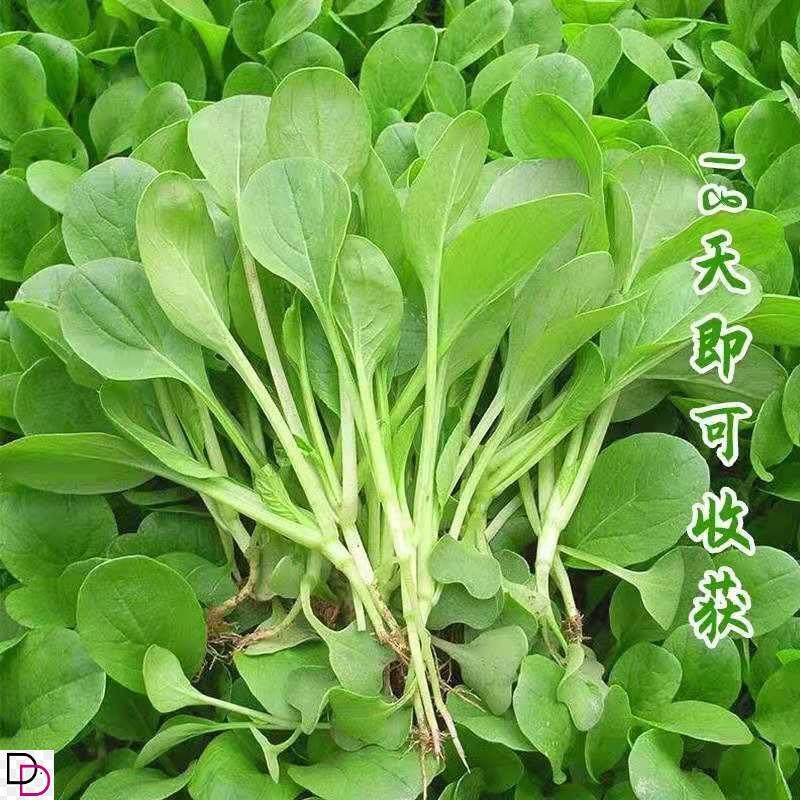 【3天发芽！】全新鸡毛菜种子 四季播种抗热耐寒蔬菜种子小白菜籽