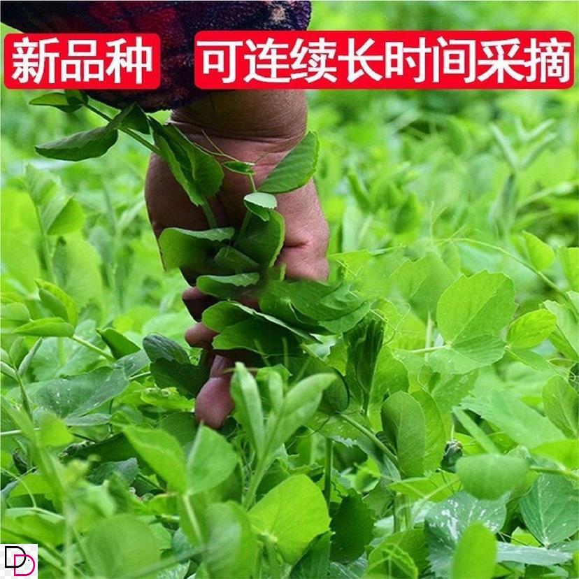 豌豆种籽大豌豆苗蔬菜种子水培无须莱豆小尖芽菜四季种植蔬菜种孑