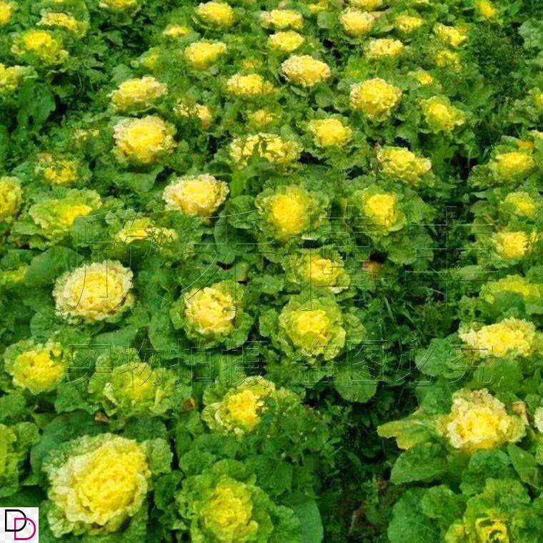 北京小杂56早熟黄心大白菜种籽包心白菜种高产抗病蔬菜种子春夏秋