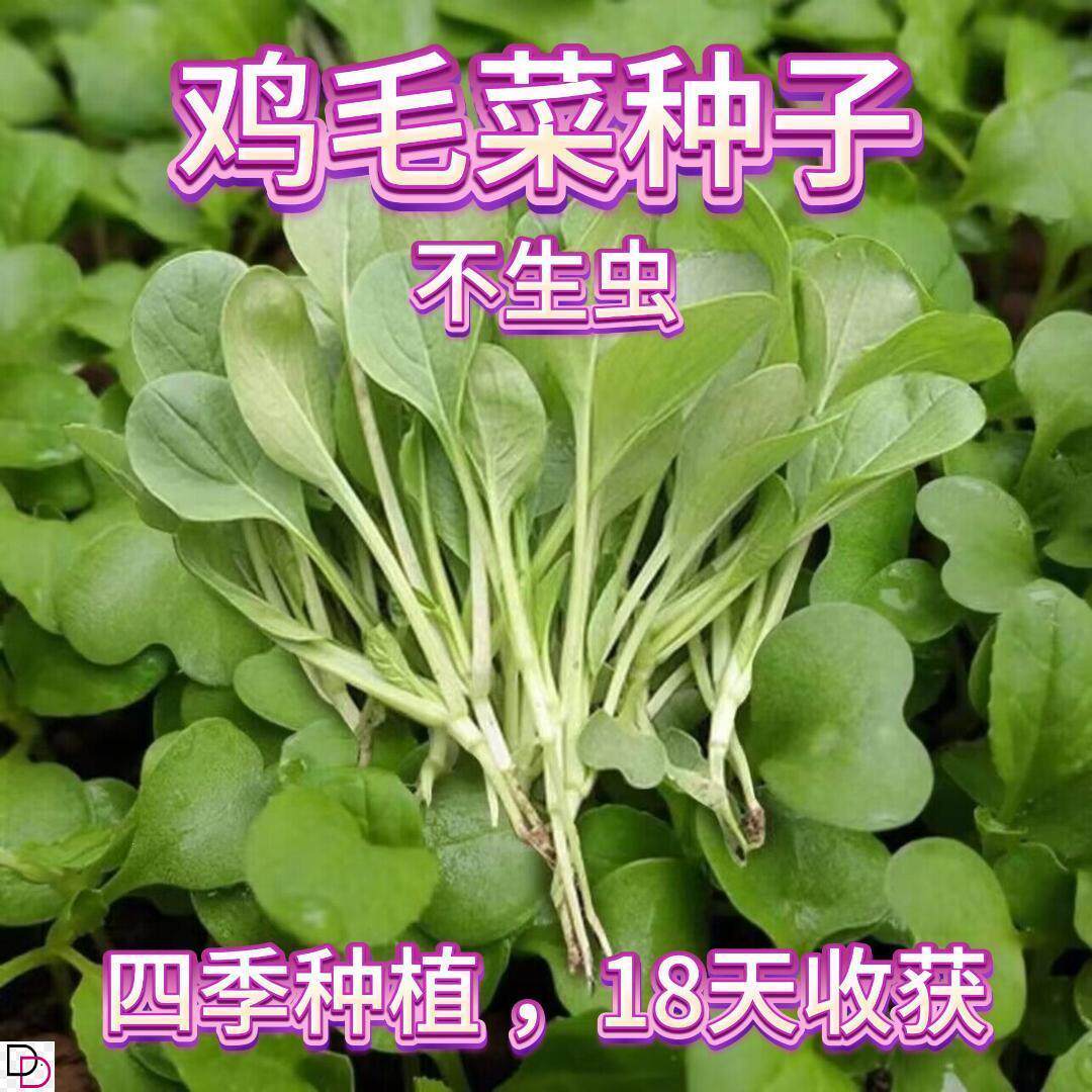 【3天发芽！】全新鸡毛菜种子 四季播种抗热耐寒蔬菜种子小白菜籽