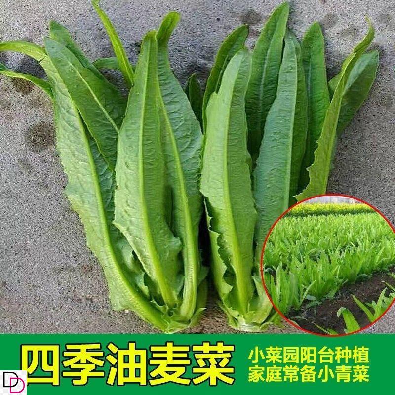 速生香油麦速生甜油麦菜种子 鲜嫩抗热四季种蔬菜种子盆栽油麦菜