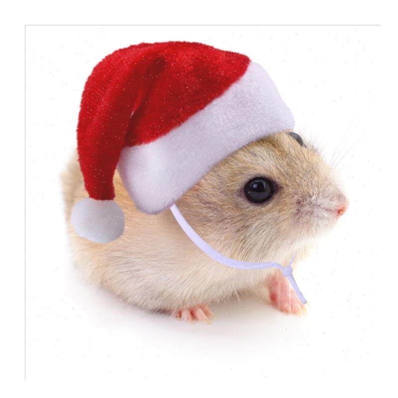 l马逊新品宠物仓鼠圣诞帽装扮帽子龙猫M节日金丝熊配饰帽现货,淘宝优惠券,粉丝福利购,淘宝优惠卷