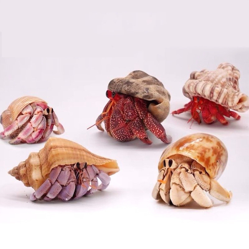 极速陆生寄居蟹淡水螃蟹宠物灰白深紫黑莓草莓短R腕陆生寄居蟹海,淘宝优惠券,粉丝福利购,淘宝优惠卷