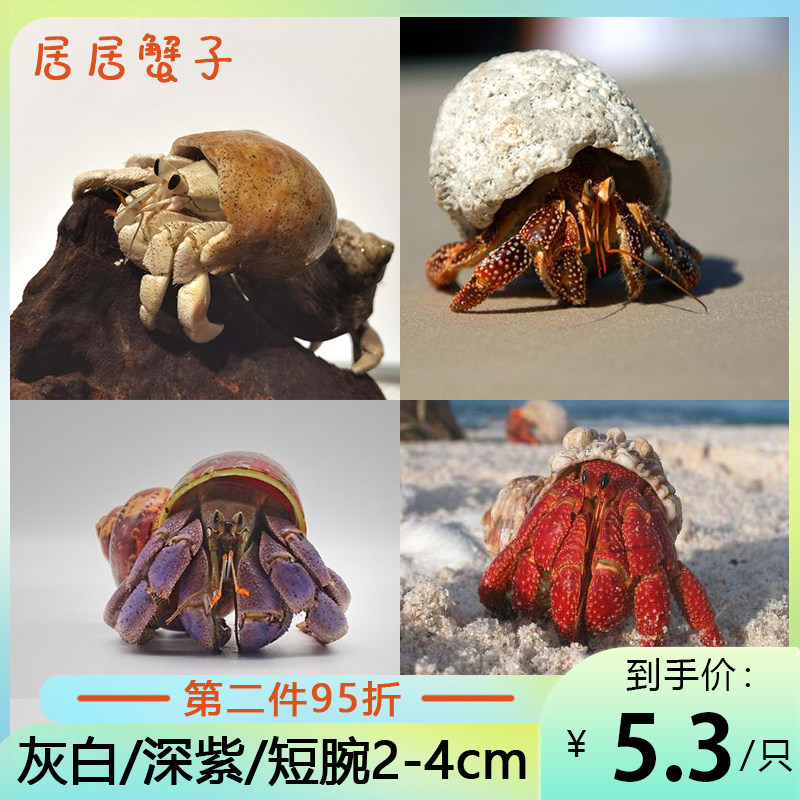 极速陆生寄居蟹淡水螃蟹宠物灰白深紫黑莓草莓短R腕陆生寄居蟹海,淘宝优惠券,粉丝福利购,淘宝优惠卷