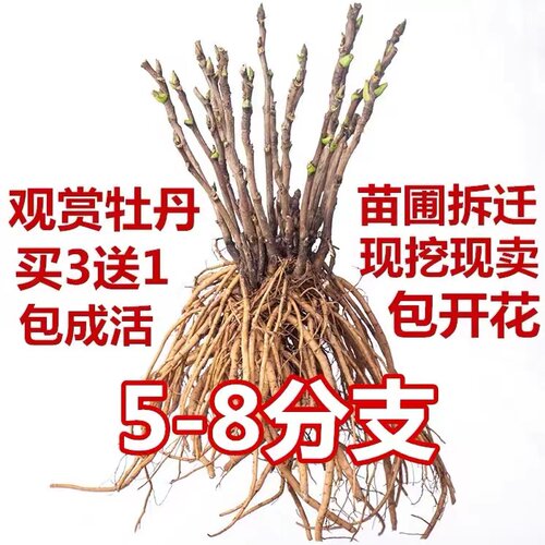 观赏芍药根块带花苞牡丹花树苗盆栽大苗带花苞牡丹重瓣花卉当年开 - 图0
