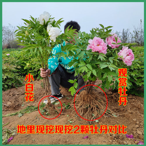 观赏芍药根块带花苞牡丹花树苗盆栽大苗带花苞牡丹重瓣花卉当年开 - 图1