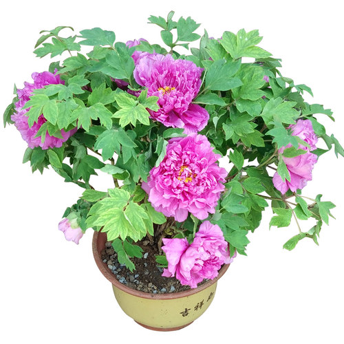 观赏芍药根块带花苞牡丹花树苗盆栽大苗带花苞牡丹重瓣花卉当年开 - 图3