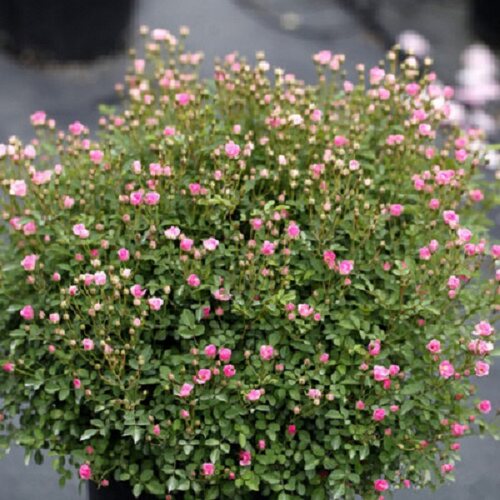 超微 微型月季迷你花朵花量大群体开花月季玫瑰花苗多头 - 图0